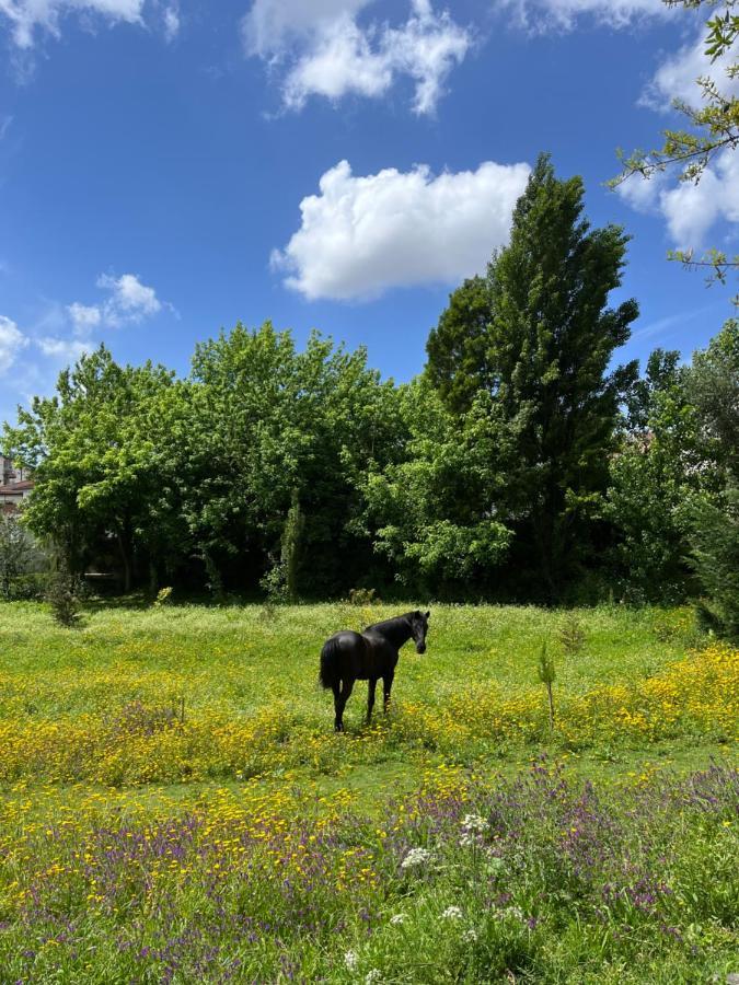 Springfield Lodge Valongo  Dış mekan fotoğraf
